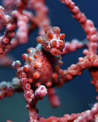 Bumpy, the pgymy seahorse, rides again!
Canon digital re... by Michael Canzoniero 